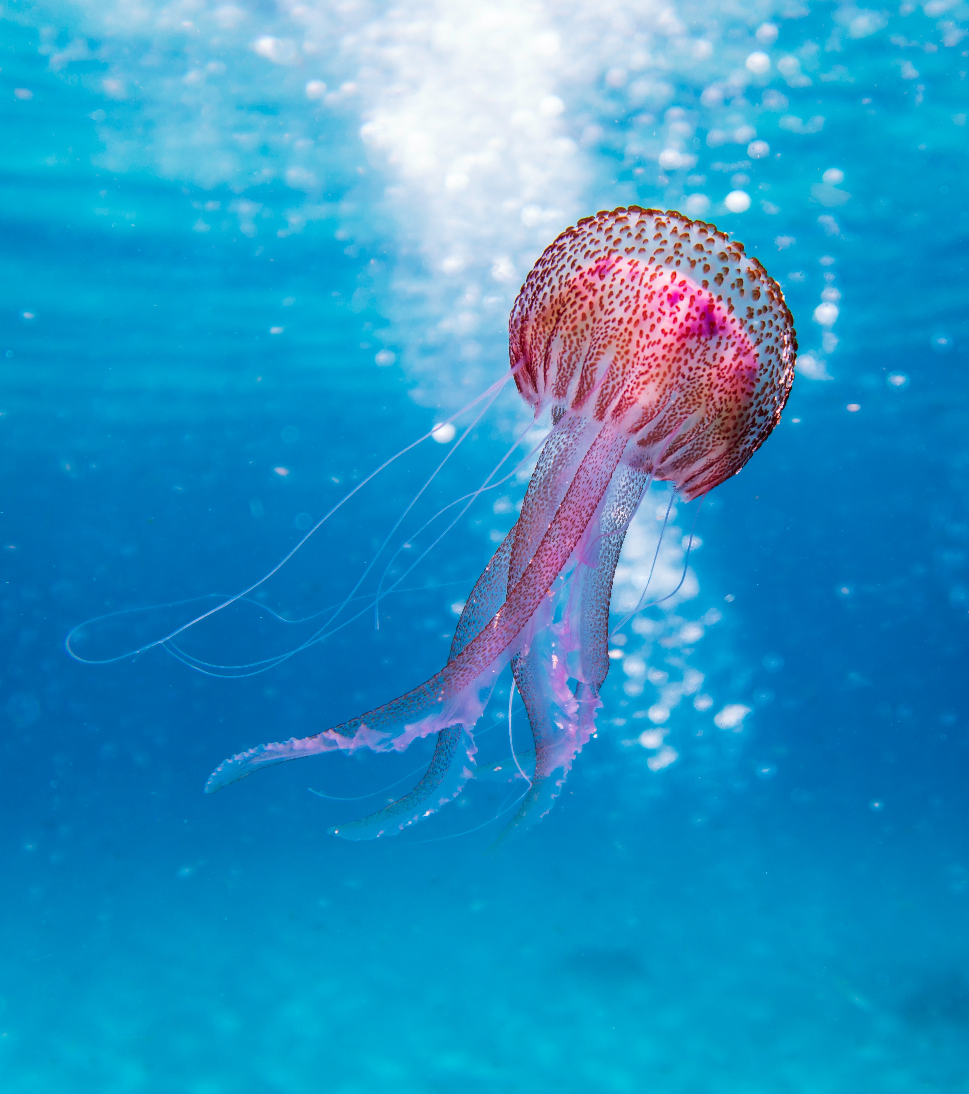 jellyfish