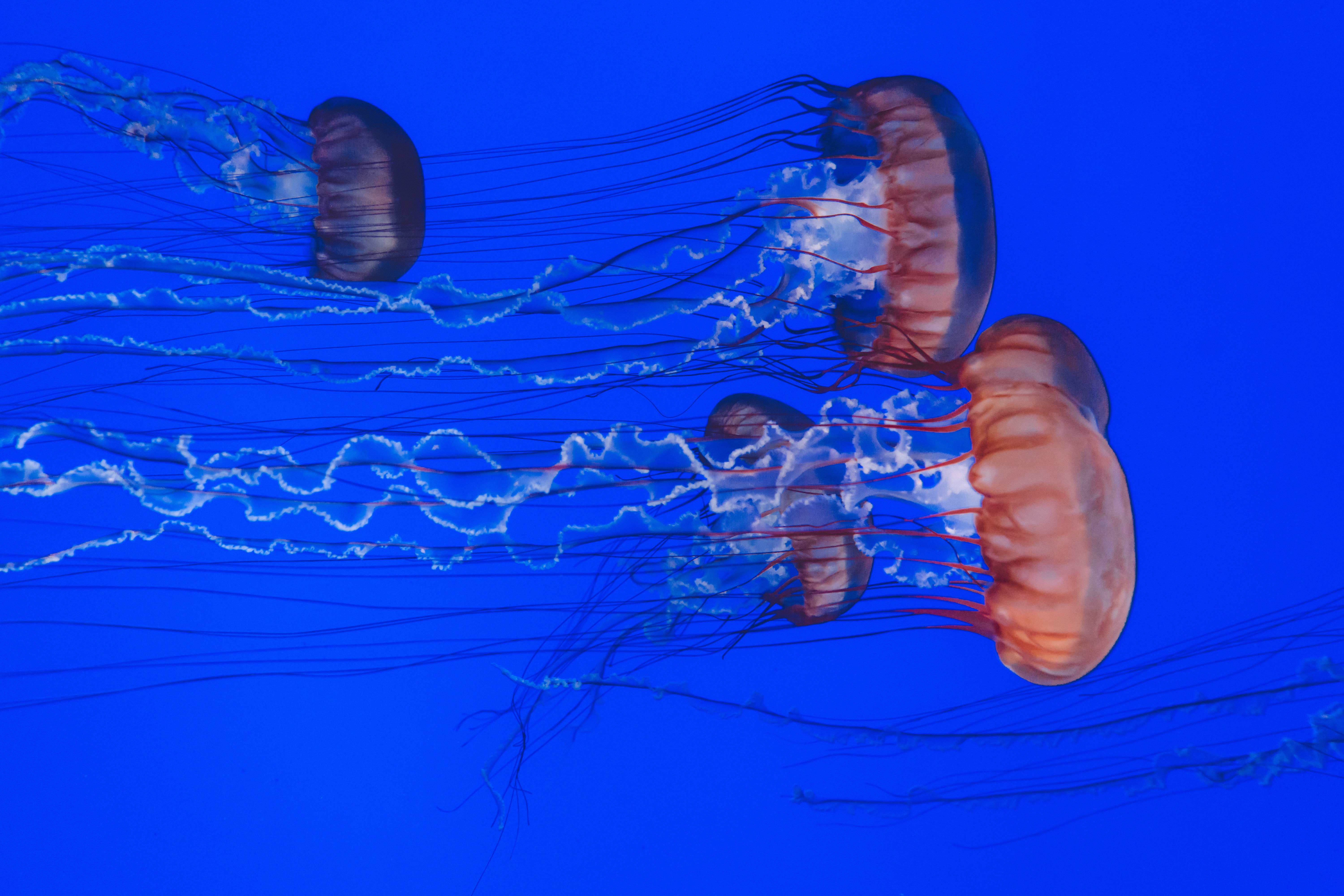 jellyfish